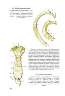 Анатомия человека — фото, картинка — 34