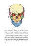 Анатомия человека — фото, картинка — 36