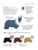 Определитель собак. Физические характеристики и особеннности породы — фото, картинка — 12