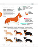 Определитель собак. Физические характеристики и особеннности породы — фото, картинка — 14