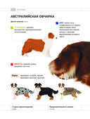 Определитель собак. Физические характеристики и особеннности породы — фото, картинка — 3