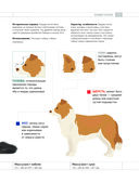 Определитель собак. Физические характеристики и особеннности породы — фото, картинка — 10