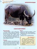 Энциклопедия. Кто в джунглях живет? — фото, картинка — 2