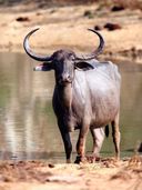 Энциклопедия. Кто в джунглях живет? — фото, картинка — 3