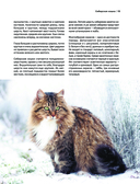 Кошки. Самые известные породы — фото, картинка — 12