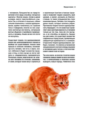 Кошки. Самые известные породы — фото, картинка — 6