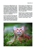 Кошки. Самые известные породы — фото, картинка — 8