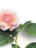 Розы. Восхитительные цветы для дома и сада — фото, картинка — 12