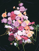 Розы. Восхитительные цветы для дома и сада — фото, картинка — 9