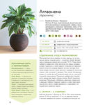 Зеленый оазис. Комнатные растения от А до Я — фото, картинка — 11
