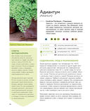 Зеленый оазис. Комнатные растения от А до Я — фото, картинка — 13