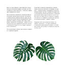 Зеленый оазис. Комнатные растения от А до Я — фото, картинка — 5