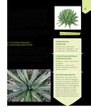 Зеленый оазис. Комнатные растения от А до Я — фото, картинка — 10