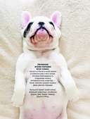 Собаки. Полное руководство для детей — фото, картинка — 3