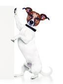 Собаки. Полное руководство для детей — фото, картинка — 5