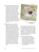 Пауки. Познавательная иллюстрированная энциклопедия для всей семьи — фото, картинка — 17