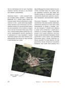 Пауки. Познавательная иллюстрированная энциклопедия для всей семьи — фото, картинка — 19