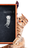 Кошки. Полное руководство для детей — фото, картинка — 5