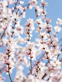 Обо всем на свете! Большая энциклопедия для маленьких — фото, картинка — 13