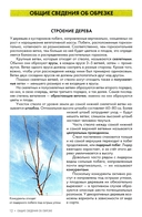 Обрезка плодовых и декоративных деревьев и кустарников — фото, картинка — 5