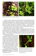 Обрезка плодовых и декоративных деревьев и кустарников — фото, картинка — 9