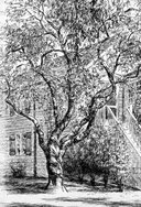 The Great Gatsby — фото, картинка — 11