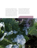 Русская кухня. Главное за 500 лет. Рецепты, техники, история — фото, картинка — 14