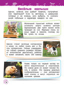 Домашние животные — фото, картинка — 3