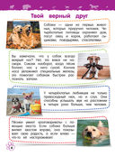 Домашние животные — фото, картинка — 5