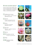 Кактусы. Колючая правда — фото, картинка — 5