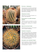 Кактусы. Колючая правда — фото, картинка — 7