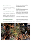 Кактусы. Колючая правда — фото, картинка — 8