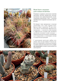 Кактусы. Колючая правда — фото, картинка — 9