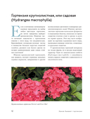 Гортензии в саду. Практический курс — фото, картинка — 12