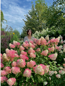 Гортензии в саду. Практический курс — фото, картинка — 4