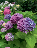 Гортензии в саду. Практический курс — фото, картинка — 8