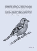Птицы: Крылатые чудеса природы — фото, картинка — 5