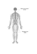 Психосоматика. Как распознать и обезвредить хронический стресс — фото, картинка — 24
