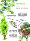 Что такое? Кто такой? — фото, картинка — 8