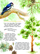 Что такое? Кто такой? — фото, картинка — 5