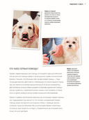 Первая помощь собакам — фото, картинка — 4