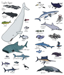 Найди и покажи. Океаны — фото, картинка — 2