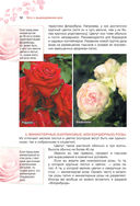 Сад любимых цветов с Ларисой Кочелаевой — фото, картинка — 11