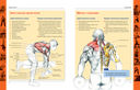 Анатомия силовых упражнений для мужчин и женщин — фото, картинка — 1