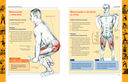 Анатомия силовых упражнений для мужчин и женщин — фото, картинка — 5