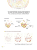 Акварельные персонажи. Уроки рисования от азиатских иллюстраторов — фото, картинка — 3