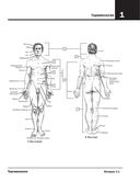 Анатомия Неттера. Атлас-раскраска — фото, картинка — 9