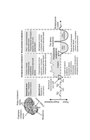 Психосоматика по Новой Германской медицине. Когда болеет тело, а проблемы в душе — фото, картинка — 10