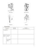 Биология. 10 класс. Тетрадь для лабораторных и практических работ (базовый уровень) — фото, картинка — 4