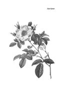 Госпожа Бовари — фото, картинка — 6